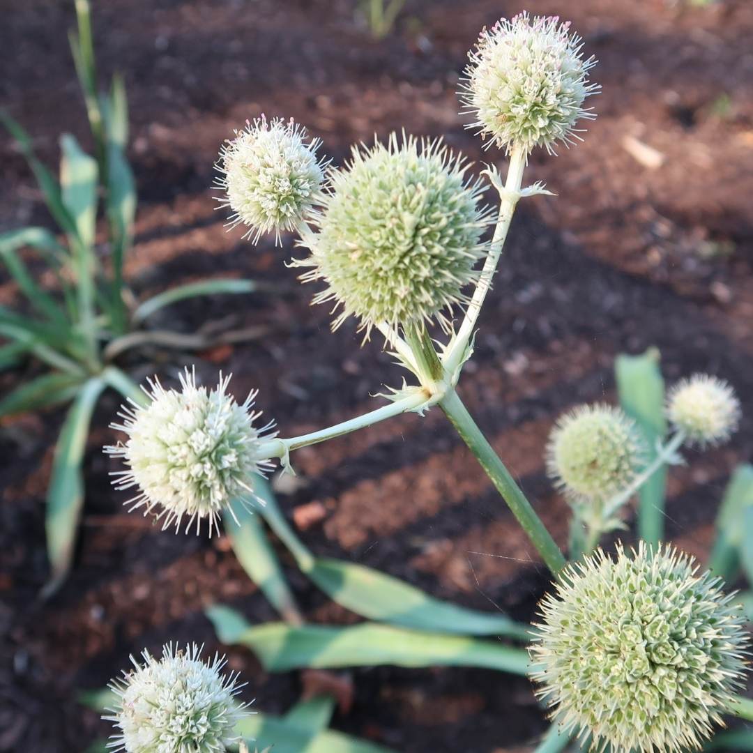 closeup of rattlesnake master