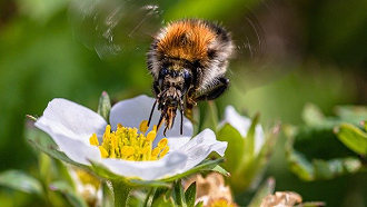 a bee pollinates a small flower