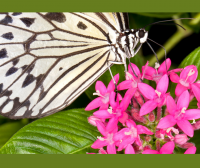 butterfly and flower