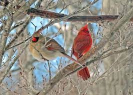 male and female cardinals in tree