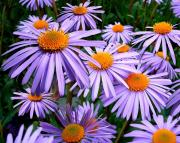 Asters