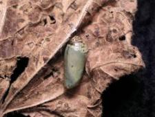 winter leaf with pupa