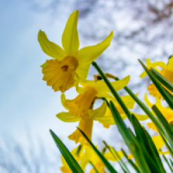 daffodils