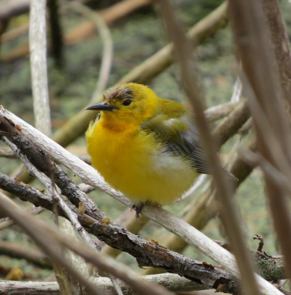 warbler