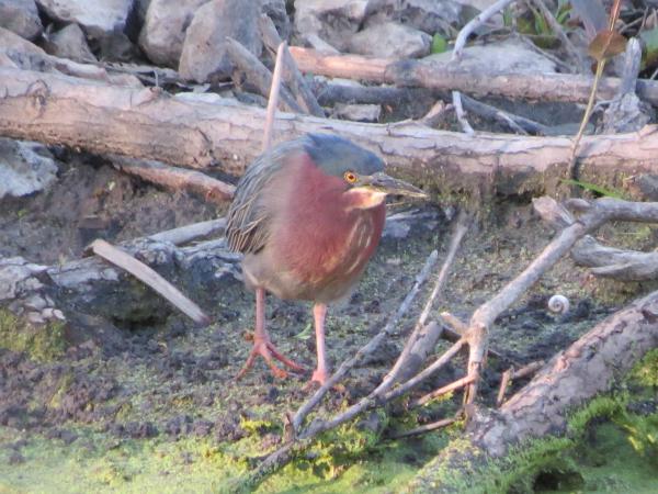 green heron