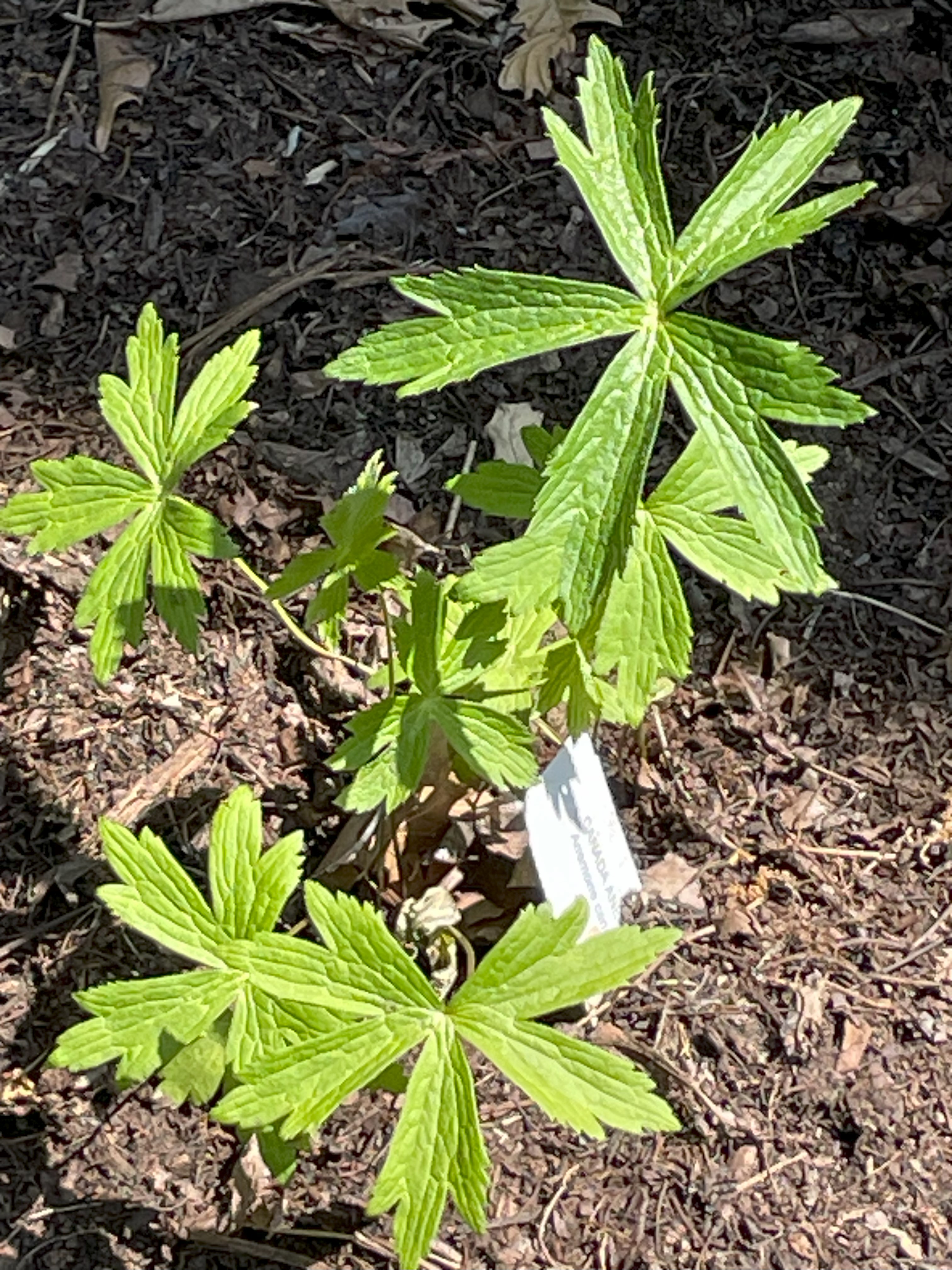 Native shade plant