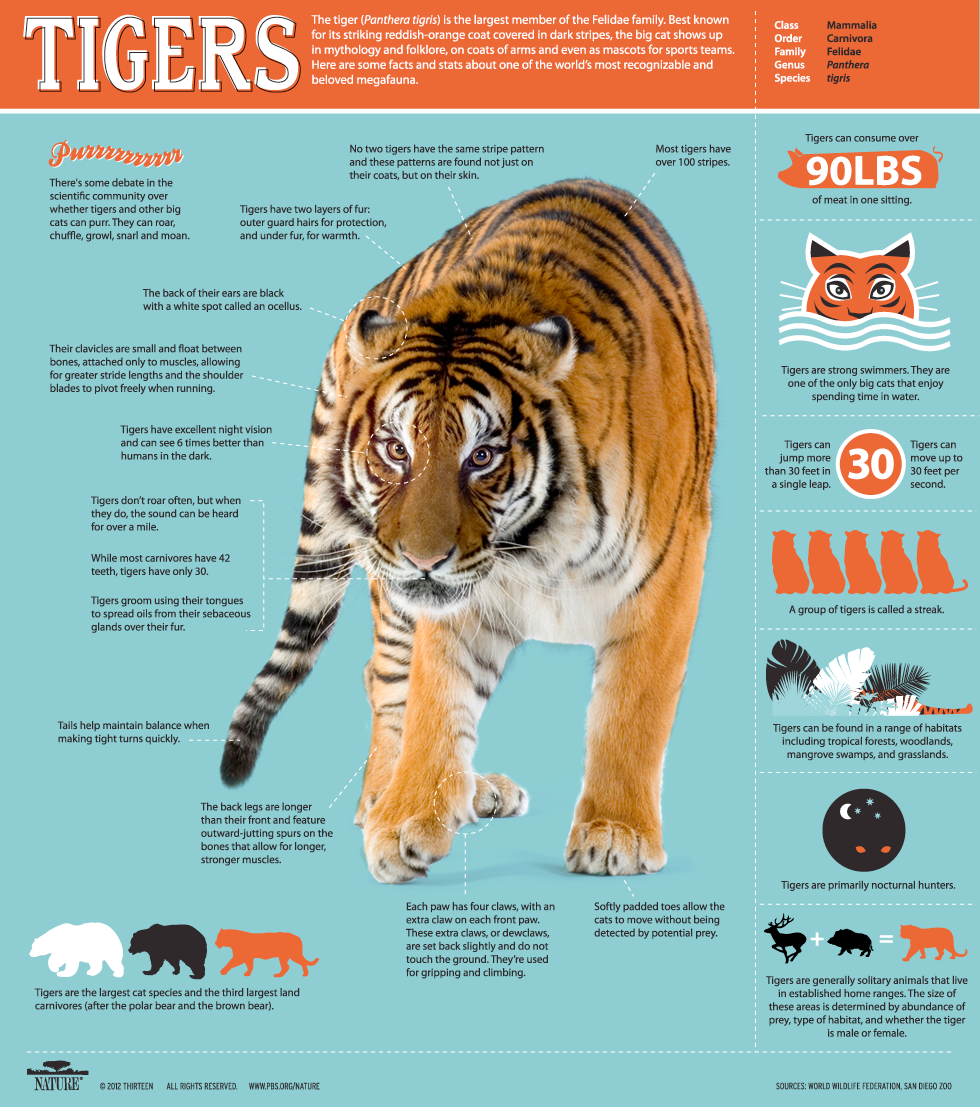 Where do tigers live? And other tiger facts, Stories