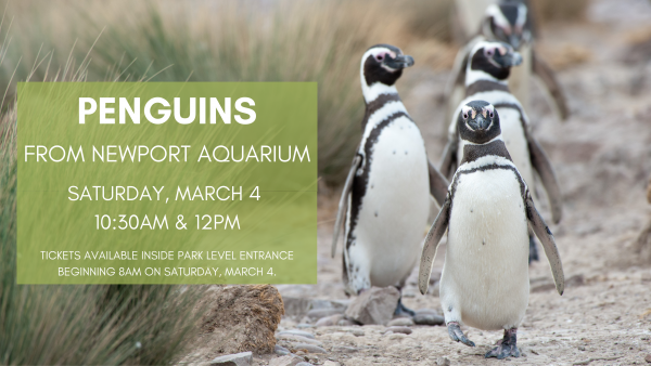 four African penguins marching in a line