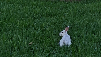 white rabbit in the grass