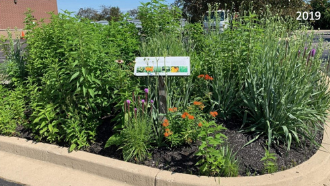 native garden in a parking lot island