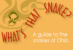 Visit What's That Snake- a guide to the snakes of Ohio