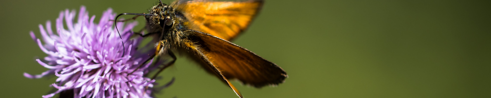 moth feeding on flower