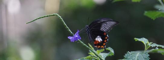 moth feeding on flower