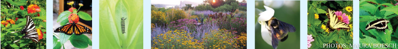 strip of photos of plants with pollinators on them