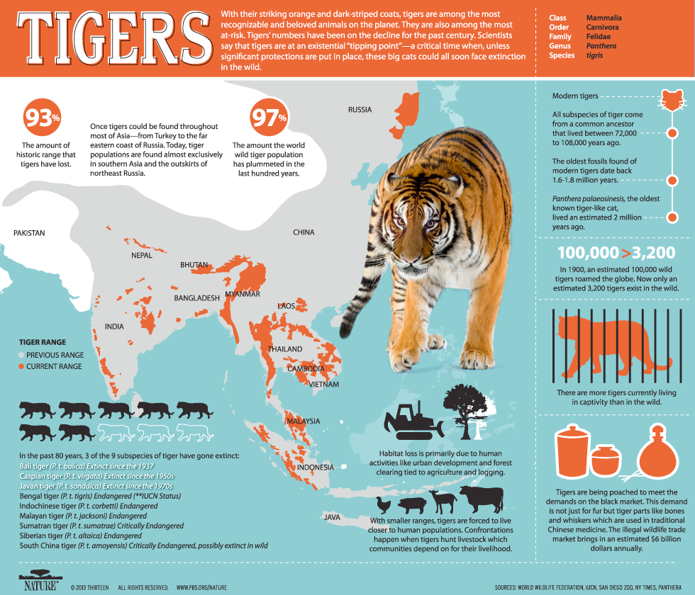 Information and Facts about Tigers, Habitat,Populations and Locations and  Scientific Names.