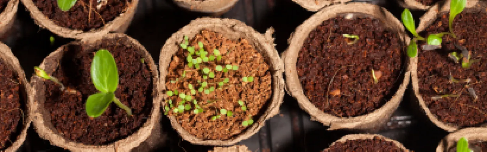 Variety of plants beginning to emerge from seeds.