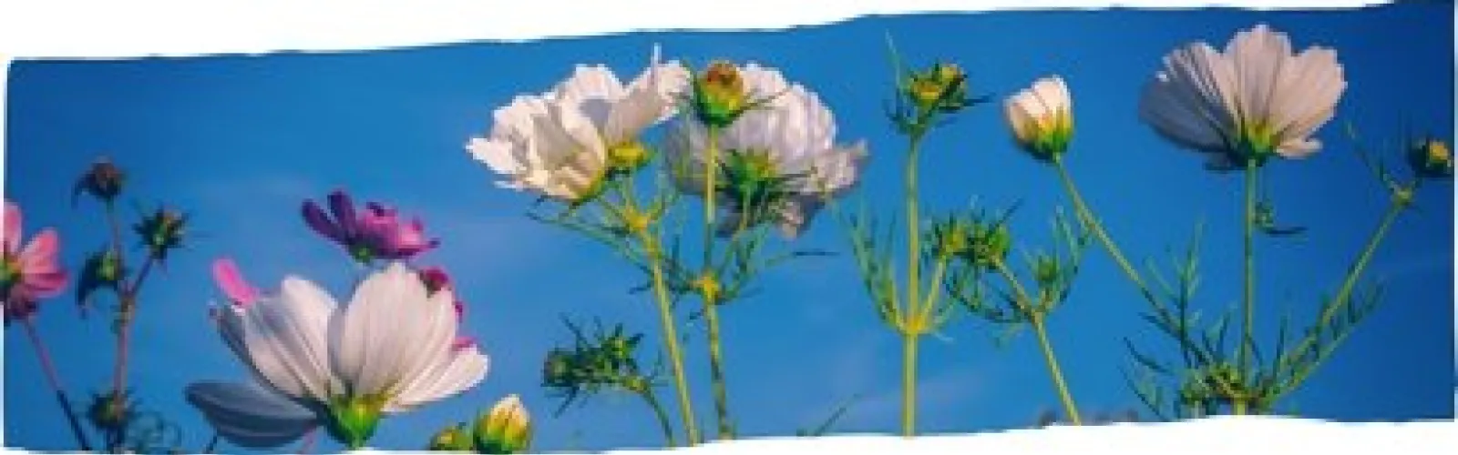 Tall flowers against a clear sky